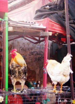 鸡舍粪污如何处理,散养户畜禽粪污处理方式有哪些