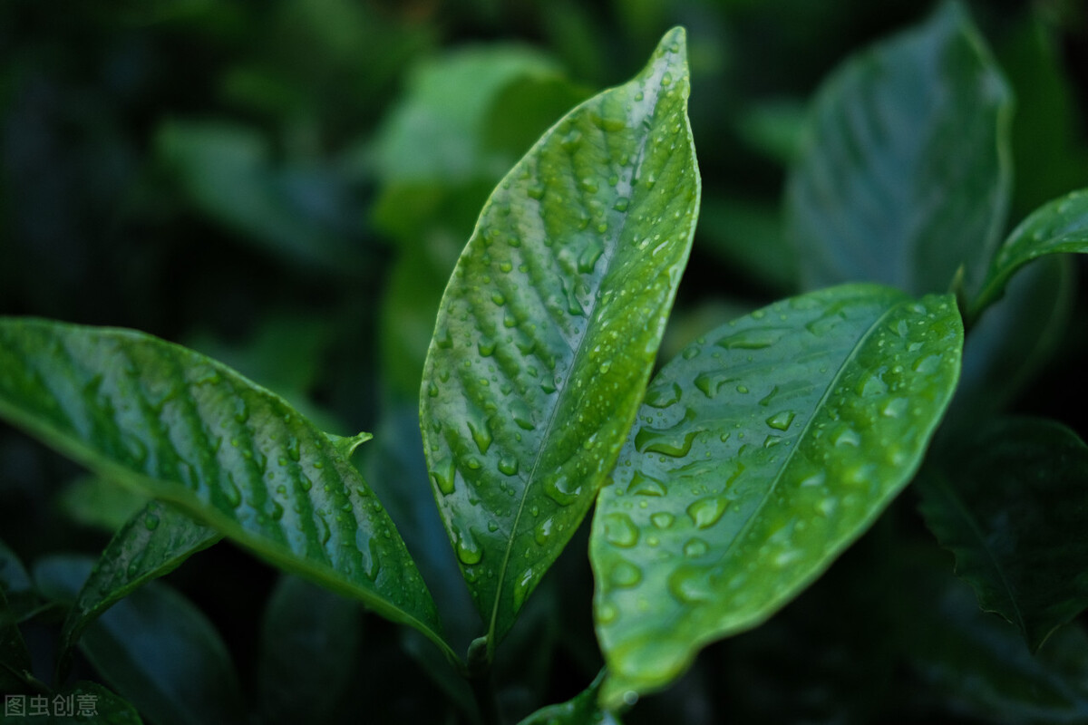 棠梨煎雪，芳华待灼，愿世间所有美好，都与你不期而遇