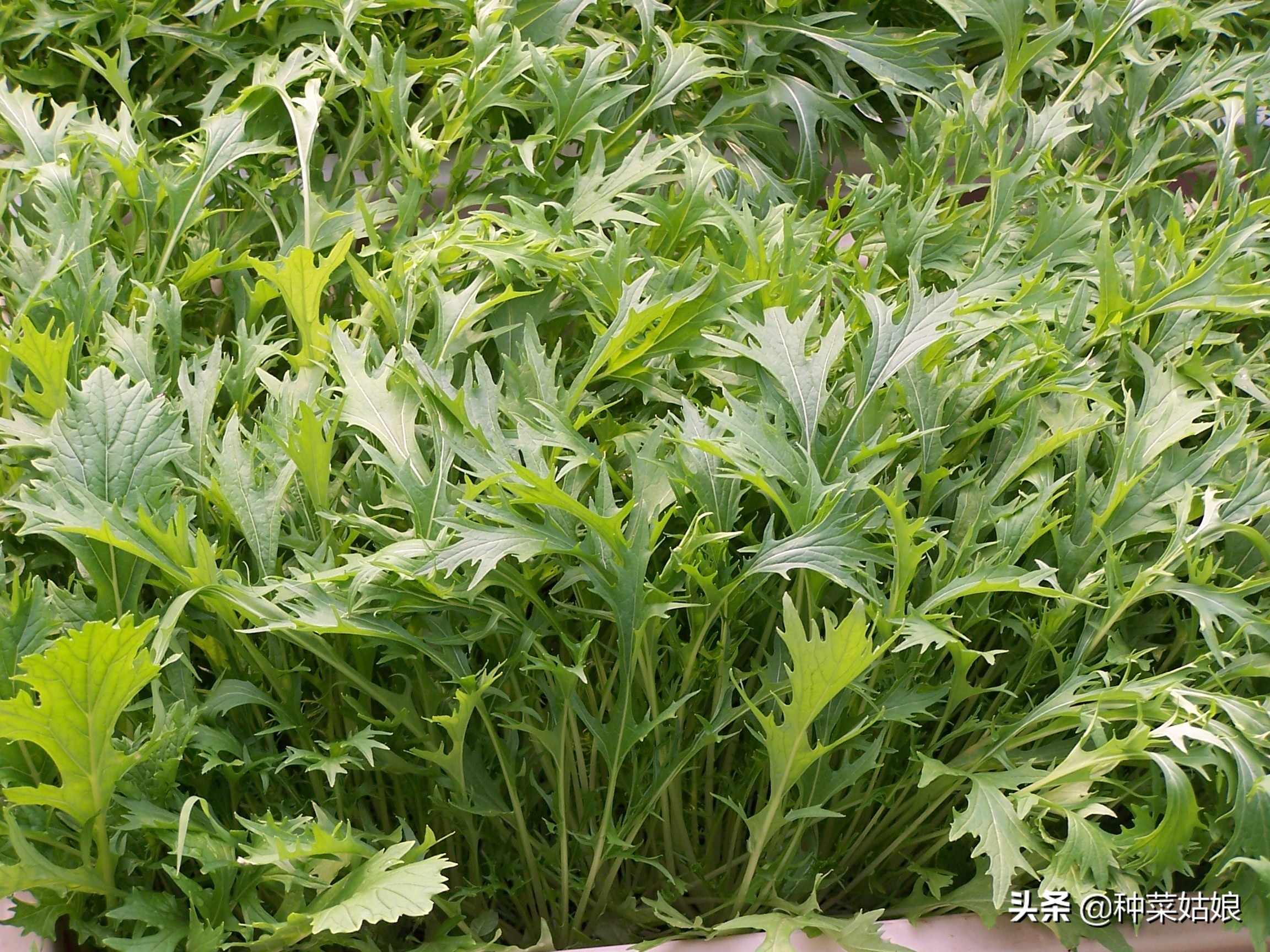 春季种菜油菜怎么种,小油菜芽苗菜的种植方法