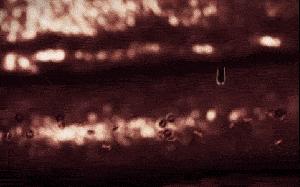 安娜：艾玛，我可能舔过蚊子的尿