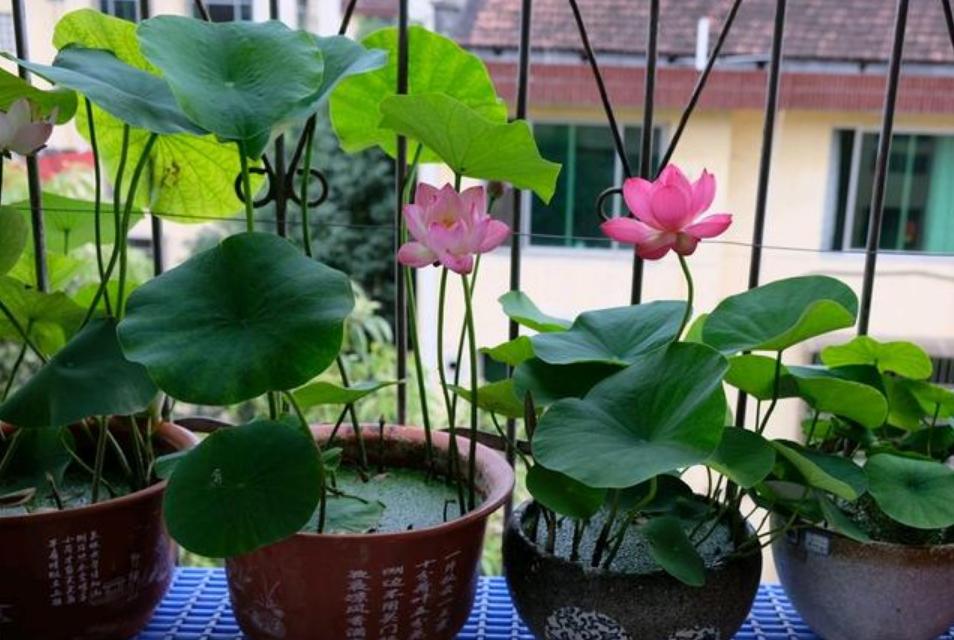 秋天养碗莲,水缸养什么植物碗莲