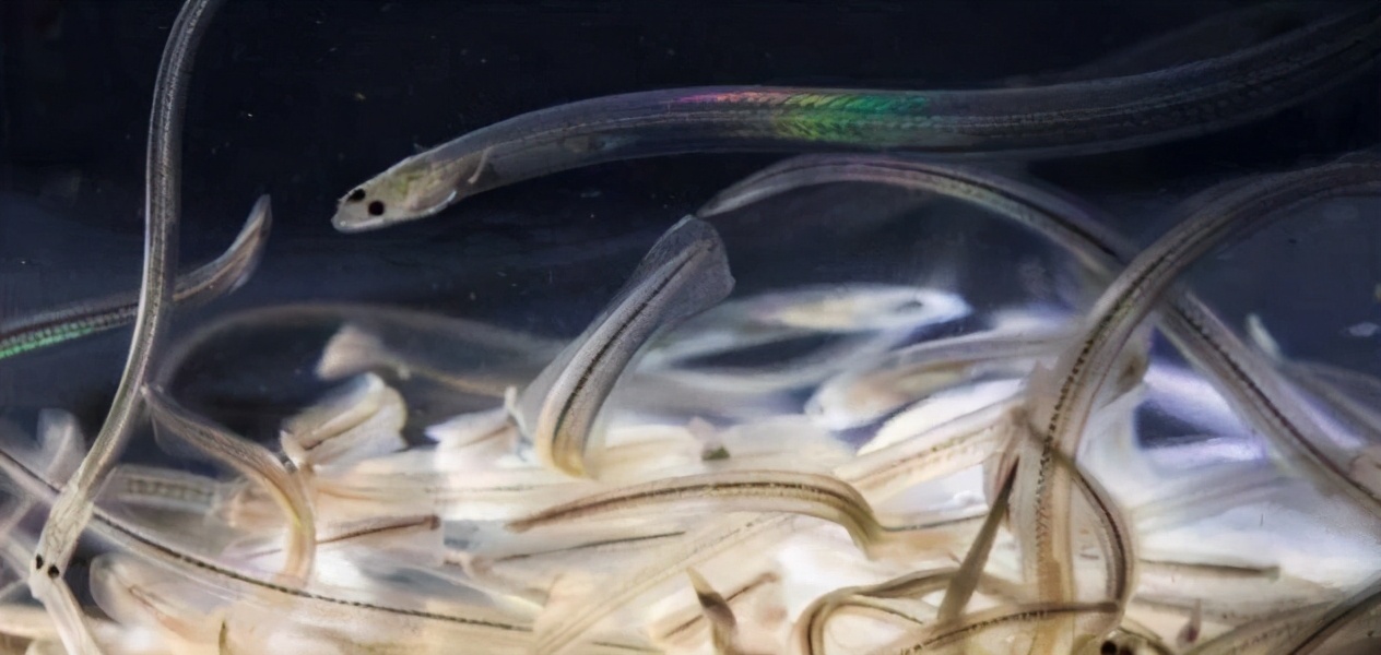 鳗鱼禁捕,鳗鱼繁殖之谜至今无法破解