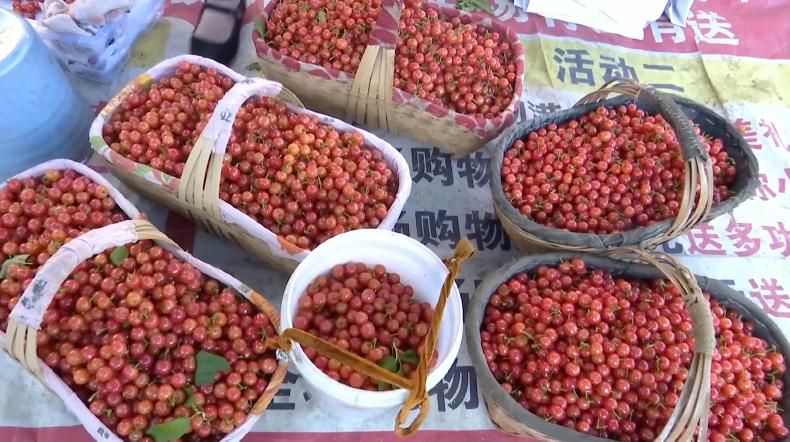 红了樱桃熟了,攀枝花樱桃上市