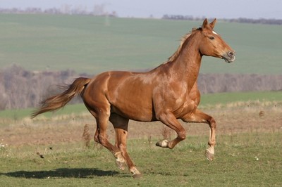 12生肖的婚配看一下,12生肖会幸福吗