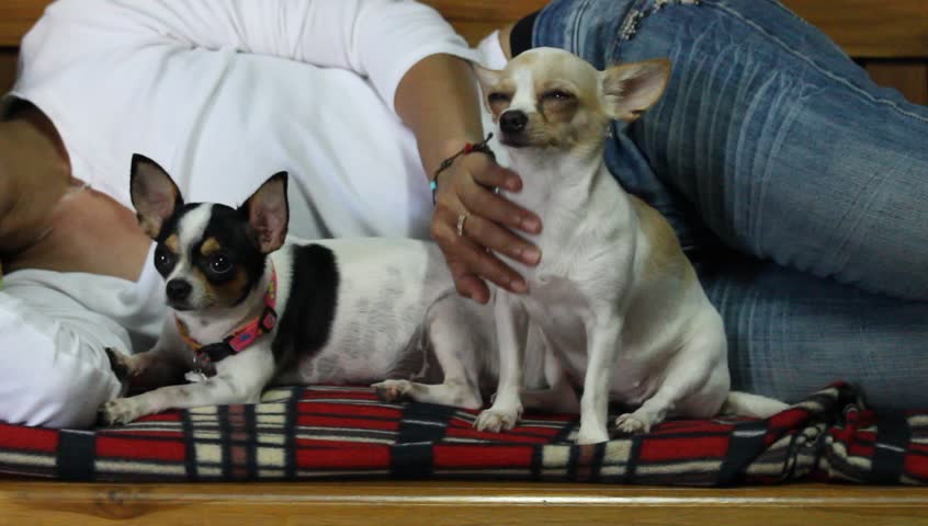 抚摸狗狗真的可以降血压吗,用手摸了狗以后吃东西会不会生病