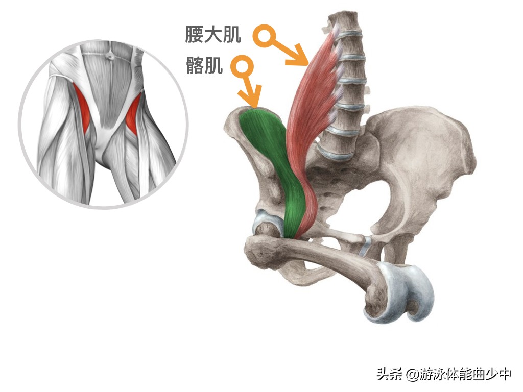 自由泳手臂僵硬紧绷怎么缓解,自由泳打腿腰是紧绷的吗