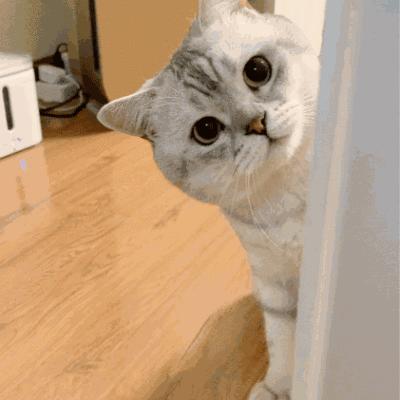 万万没想到猫咪是这样出现的,万万没想到猫