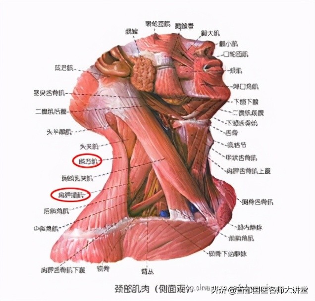 董福慧治疗图,董福慧名老中医