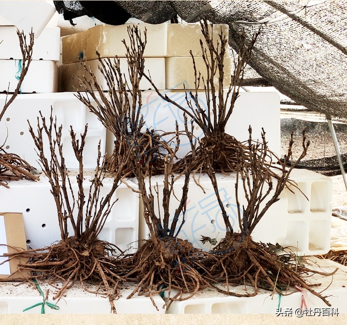 粉色牡丹什么品种好养,西南牡丹太平红