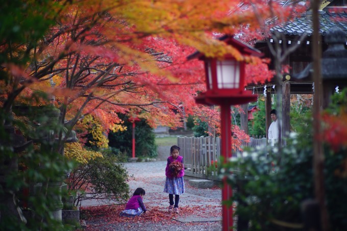 京都赏枫2022,京都赏枫必去景点有哪些好玩的