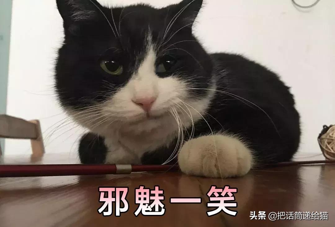 猫故事全集,猫故事小说