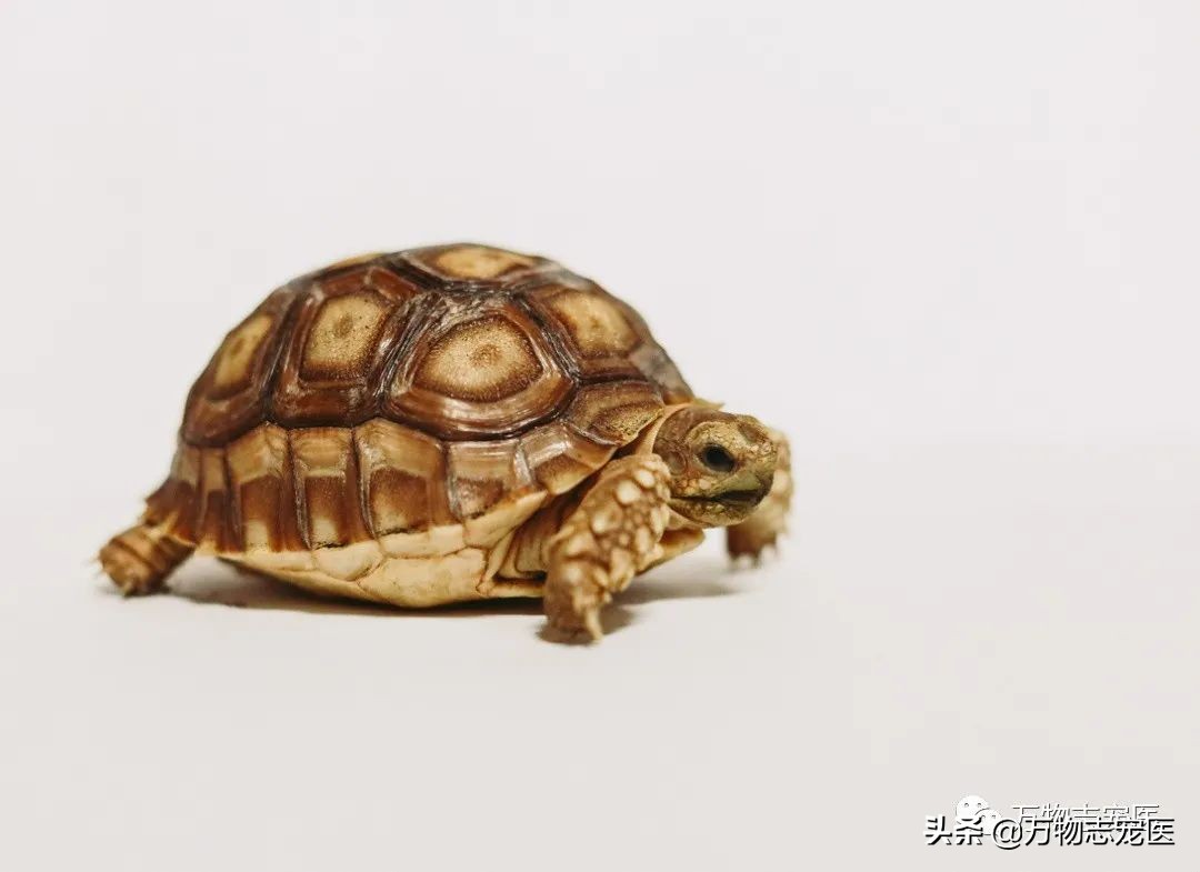 乌龟的壳碎了还能恢复吗,乌龟的壳边缘破了一点点会不会死