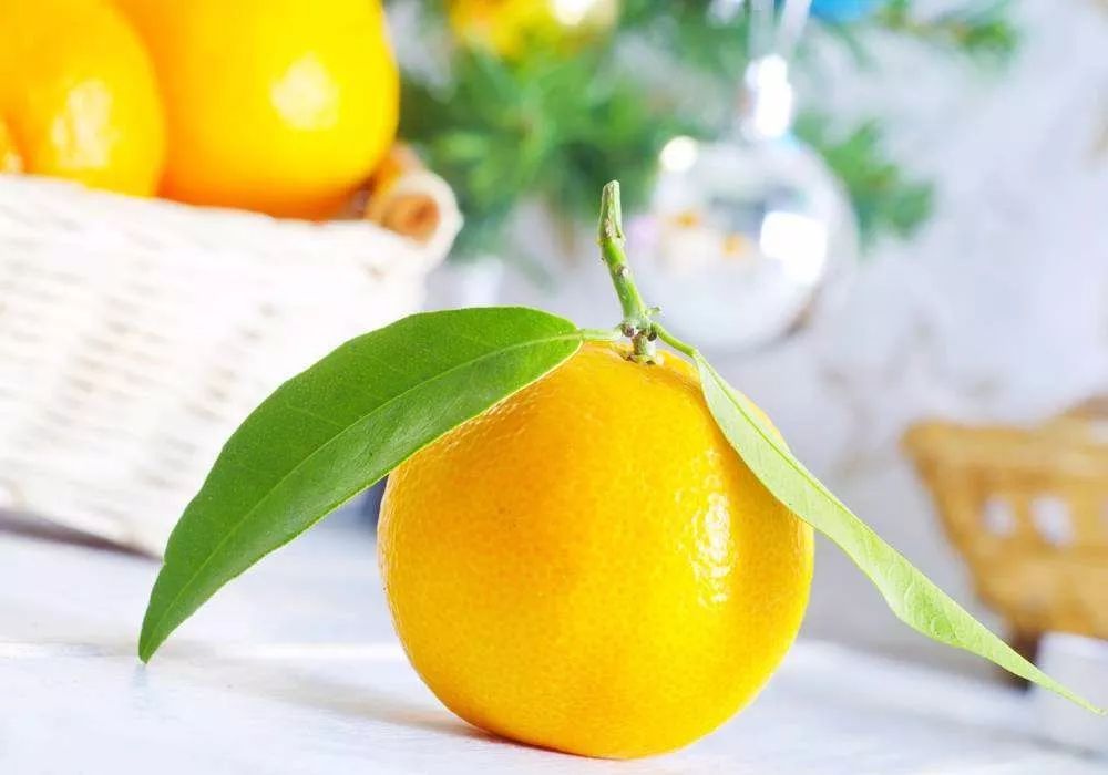 仓鼠要注意什么饮食,仓鼠饲养吃啥好养活一点