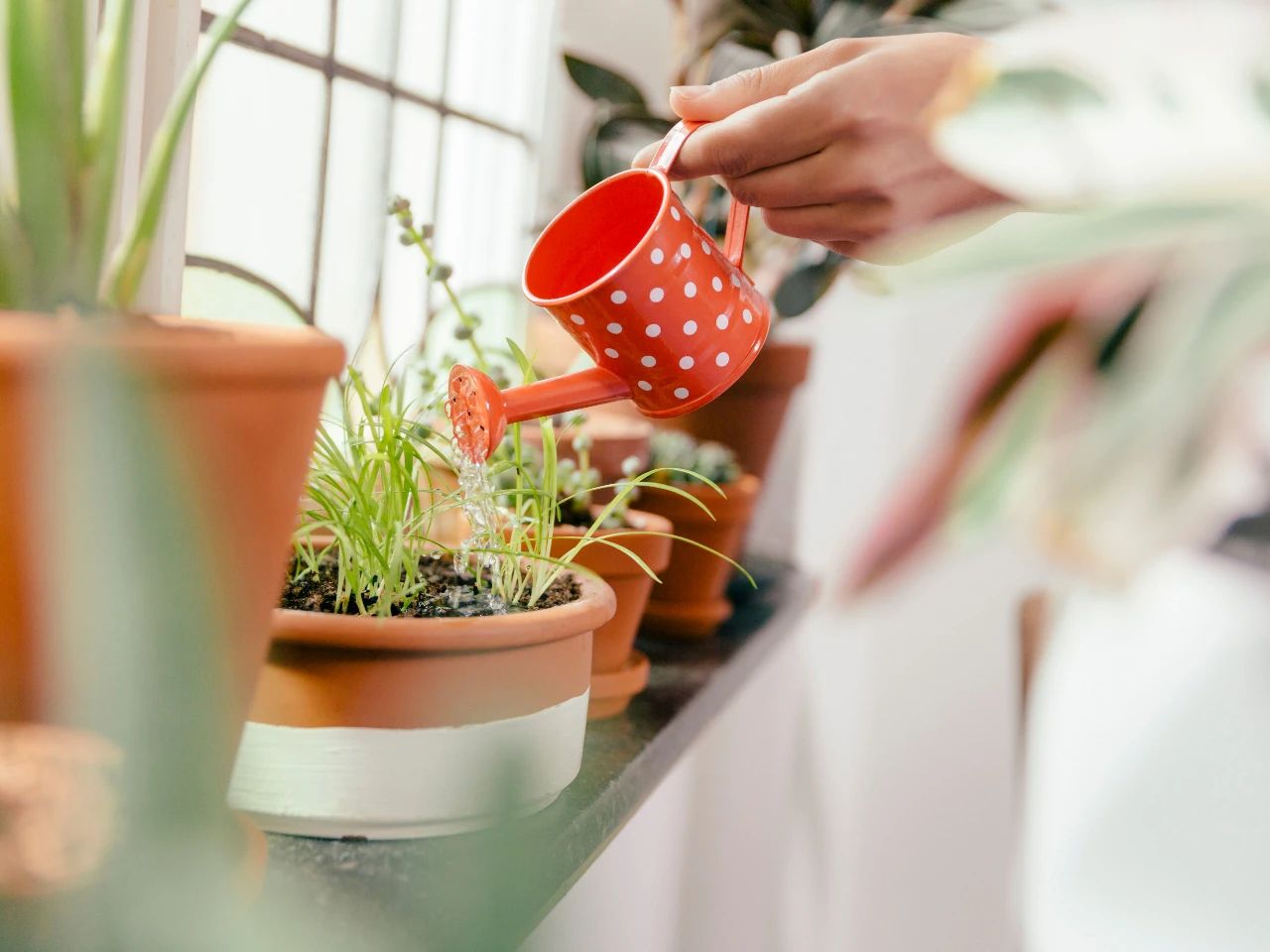 家里种什么植物好打理,看一下家里的植物怎么养