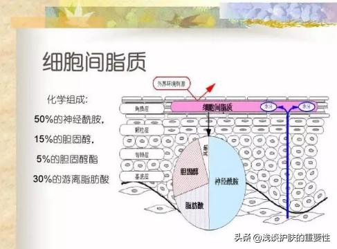 角鲨烷跟鲨鱼有关系吗，角鲨烷怎么就成了万能油了？