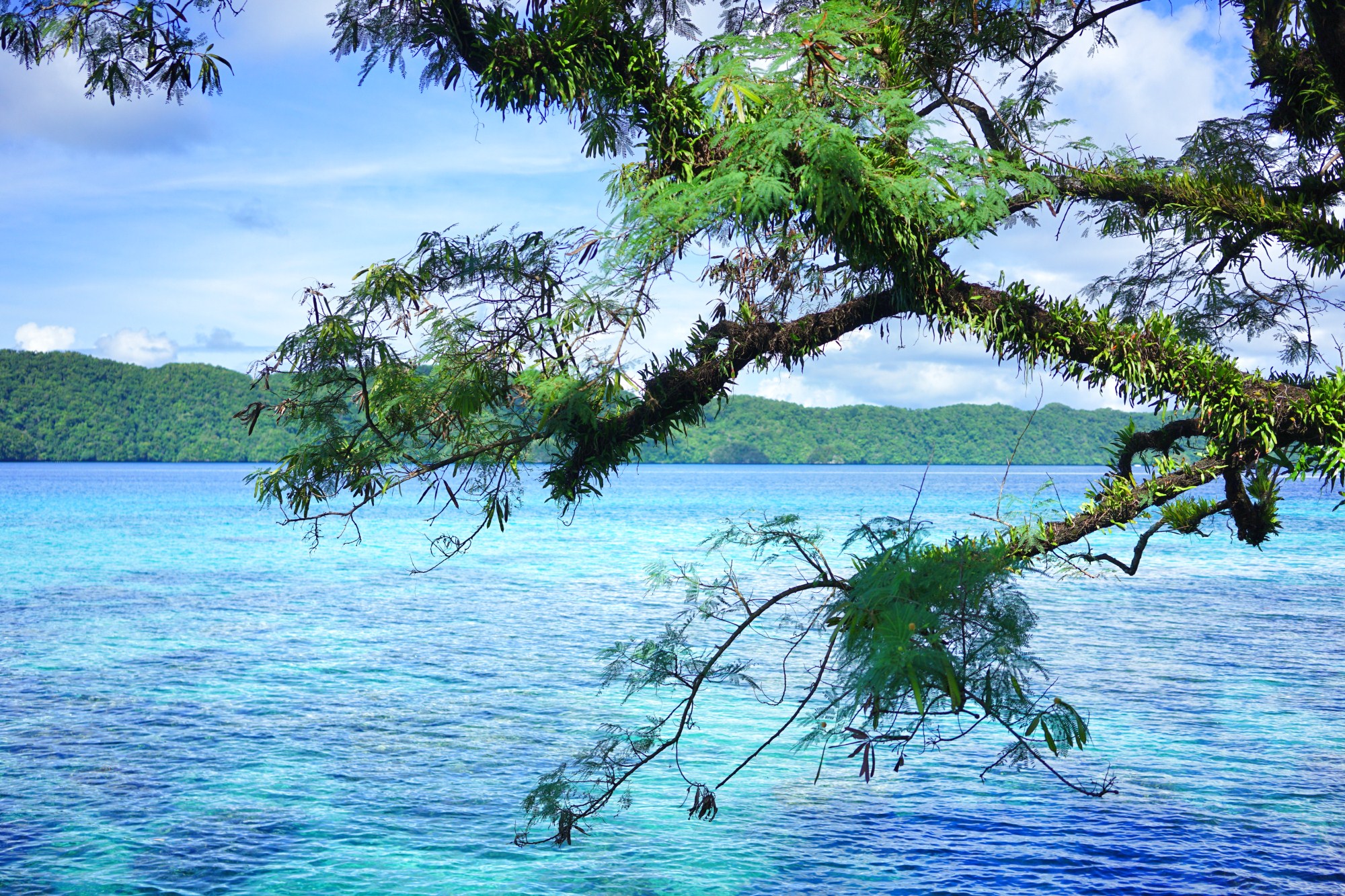 一定是特别的缘分——帕劳，再遇见「周若雪Patty」·上