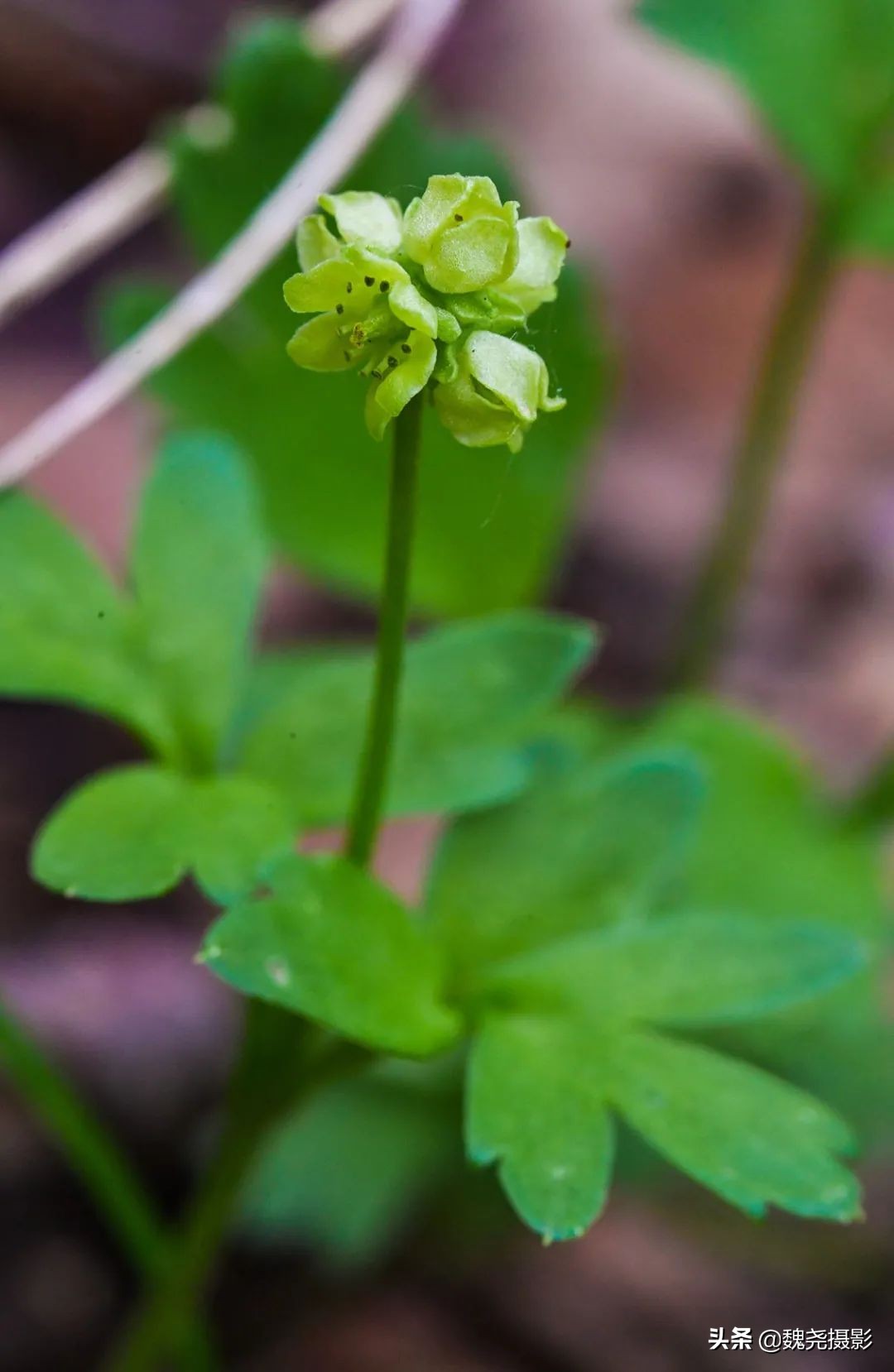 各个季节的野生兰花,北京百花山野生兰花图片
