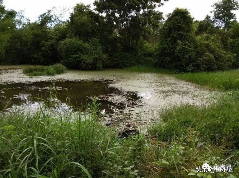 泰国斗鱼和中国斗鱼的杂交品种,中国斗鱼与泰国斗鱼哪个更厉害