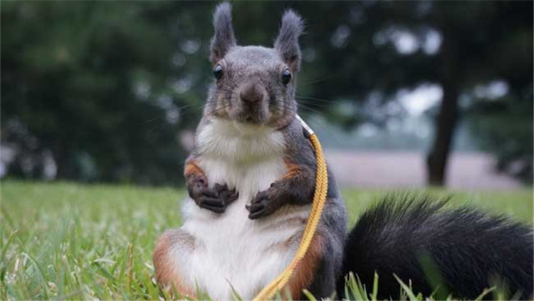 如何挑选一只亲人的魔王松鼠,新手养魔王松鼠好还是红腹松鼠