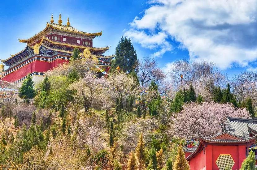 带你Get《司藤》同款神仙美景，春天的香格里拉这样玩