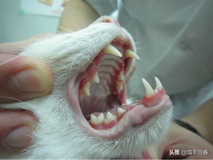 猫牙疼一定是口炎吗,牙疼不是病疼起来真的要人的命