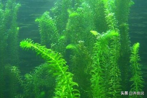 什么水草适合在鱼缸长期养,鱼缸直接放水草泥不养水草行吗