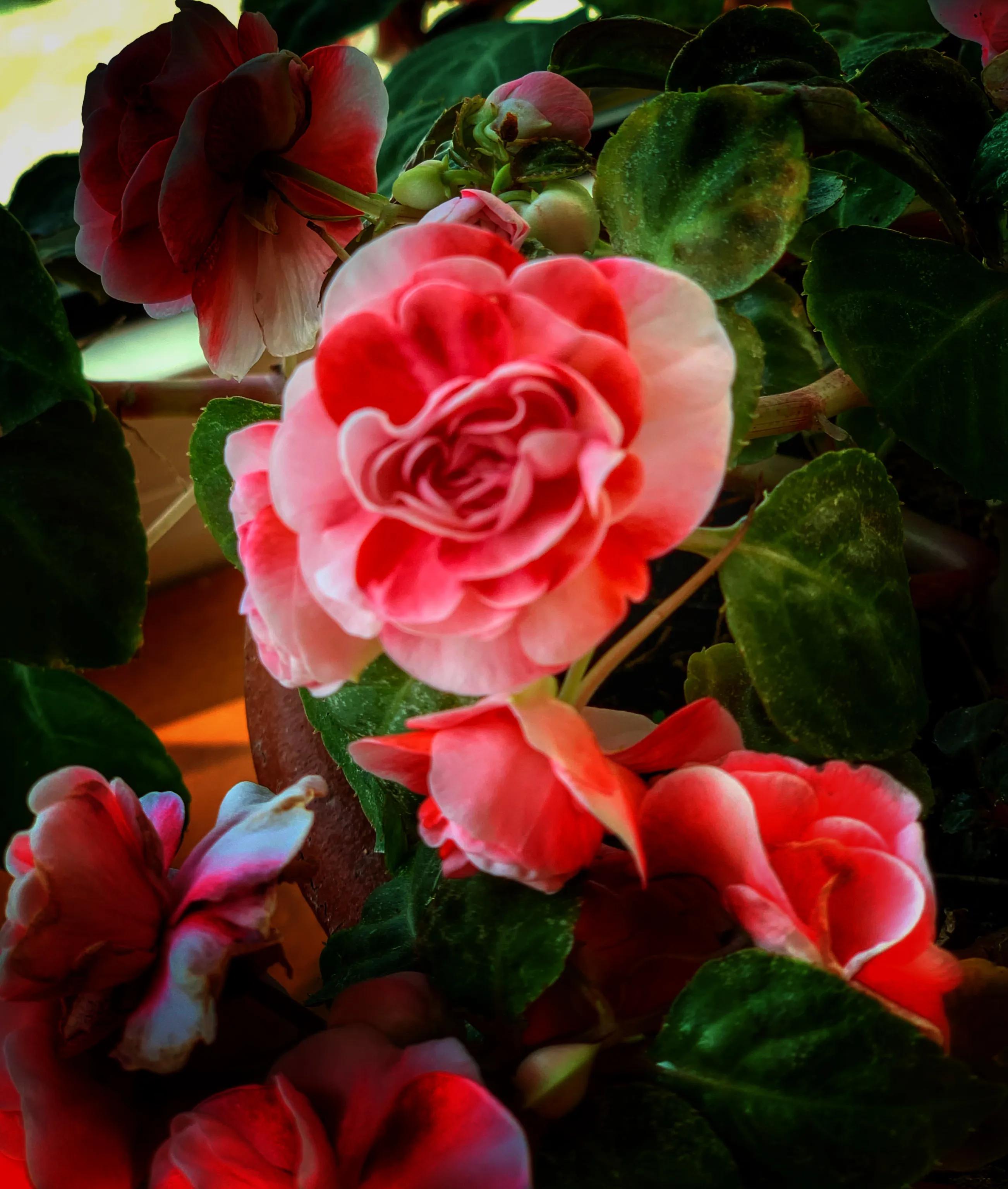 冬日里的鲜花依然盛开,冬日里盛开的第一朵鲜花