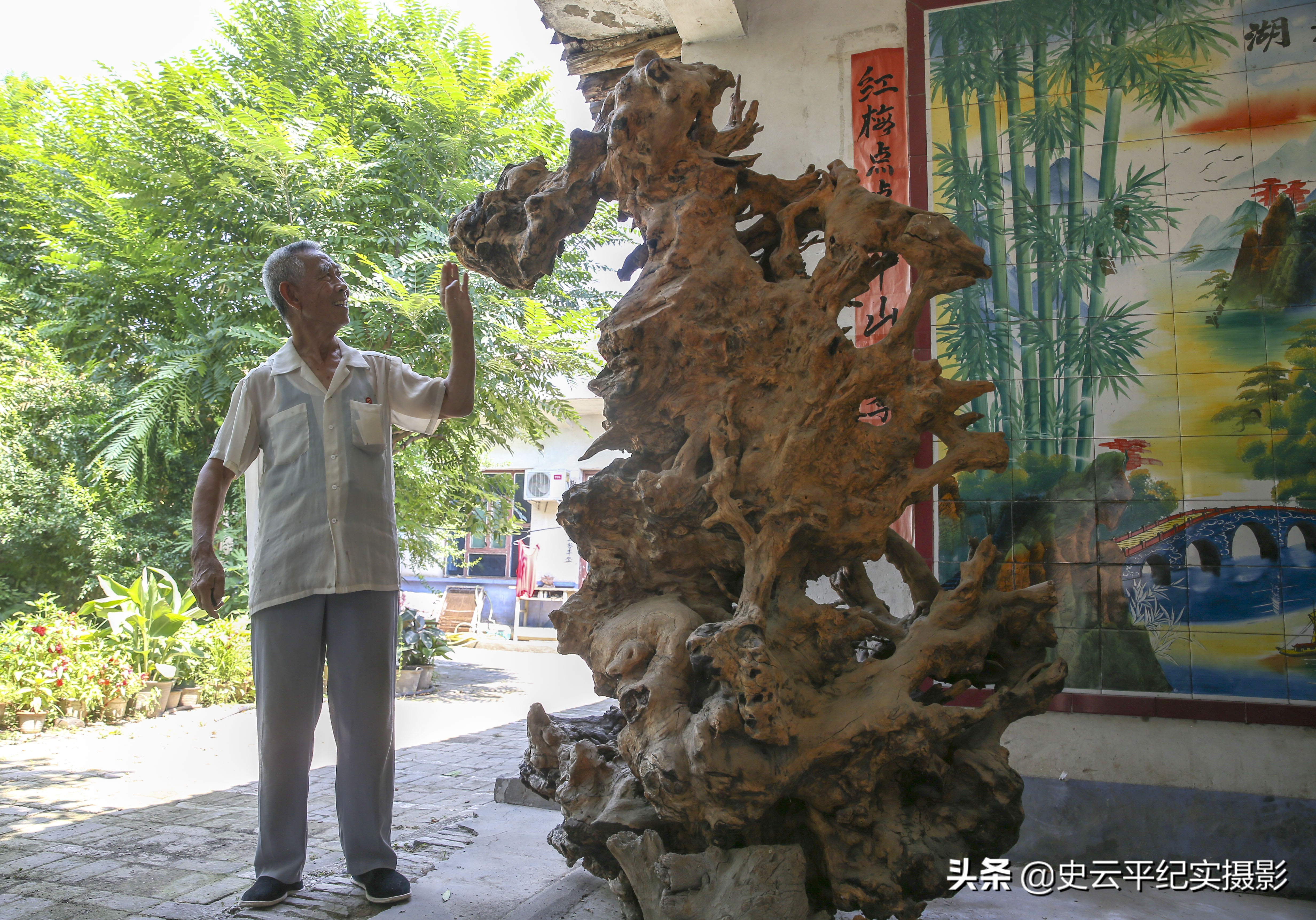 大爷捡到奇特树根视频,老汉意外发现人形树根