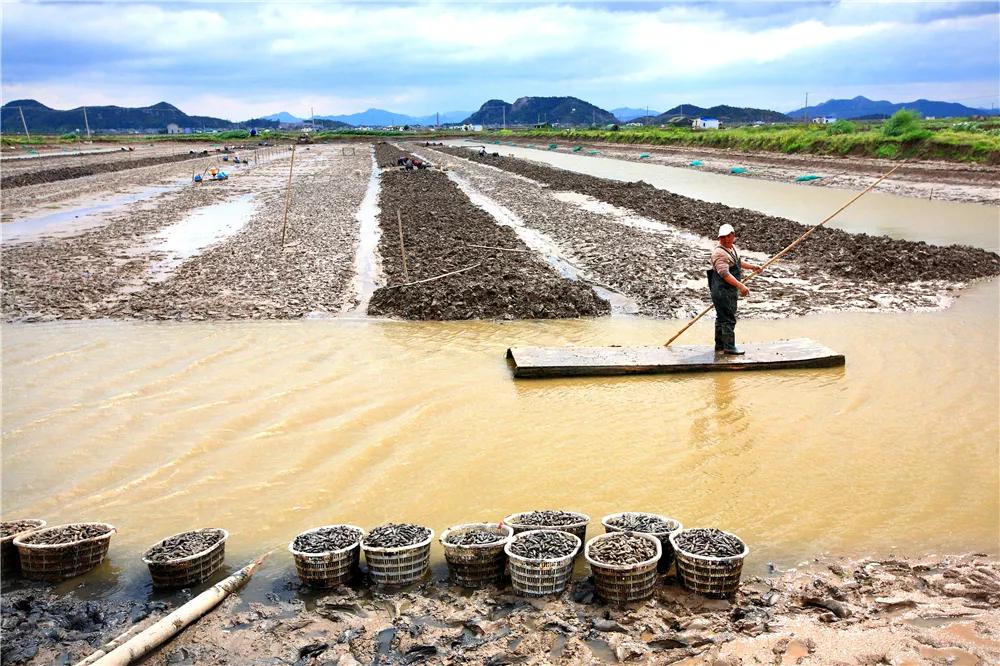 四月蛏肥美莫负西施舌,三月适合吃的海鲜蛏子