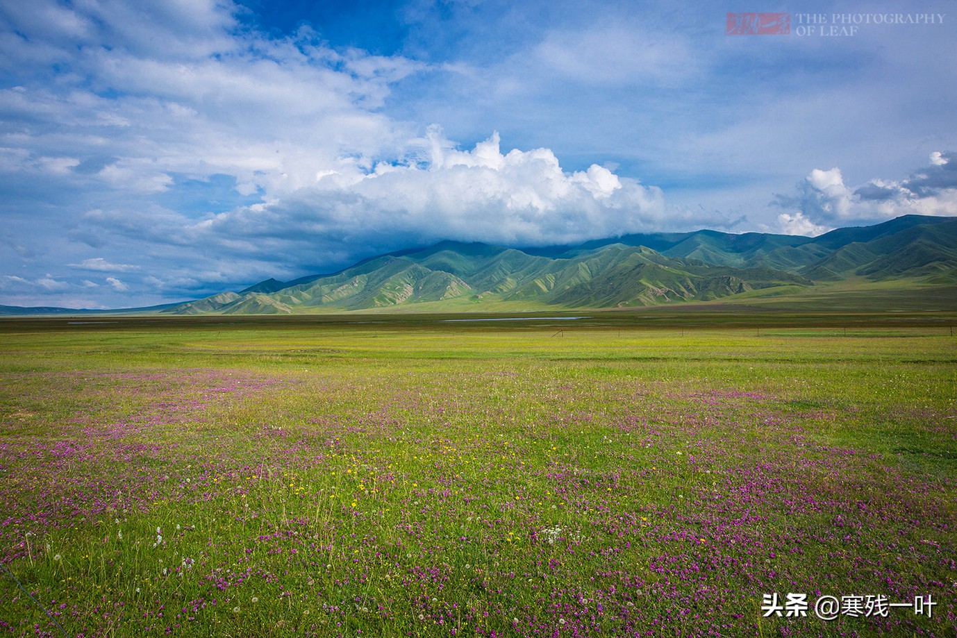 自驾*疆新**，路上撞到一只羊该怎么办？这位小哥的举动给我上了一课