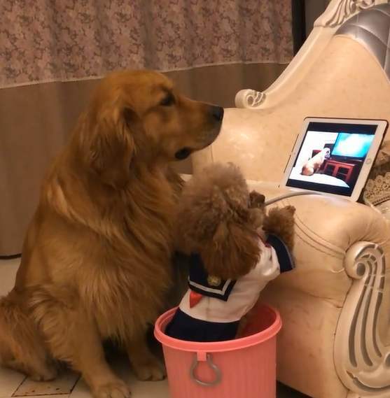 泰迪犬很怕这9件事,泰迪犬最害怕的5件事