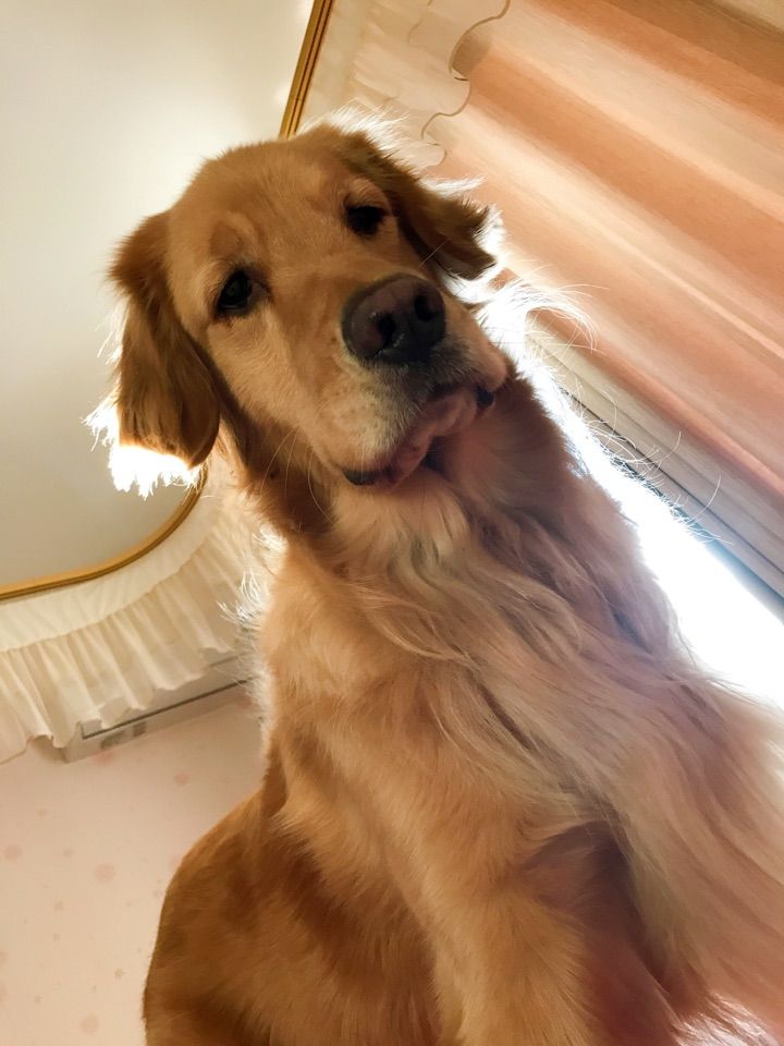 如何把金毛惹生气,把金毛惹急了会怎么样