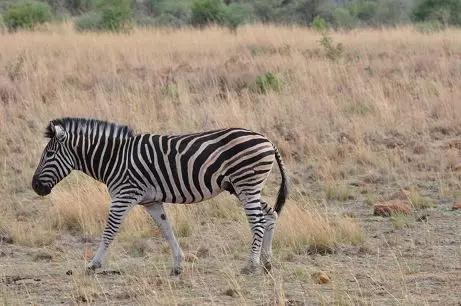 绘语养生｜非洲行画（二）