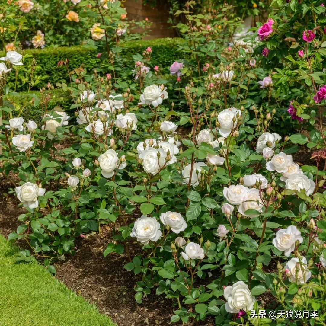 诗情与花意｜种花不识“奥切”仙，纵是花神也枉然