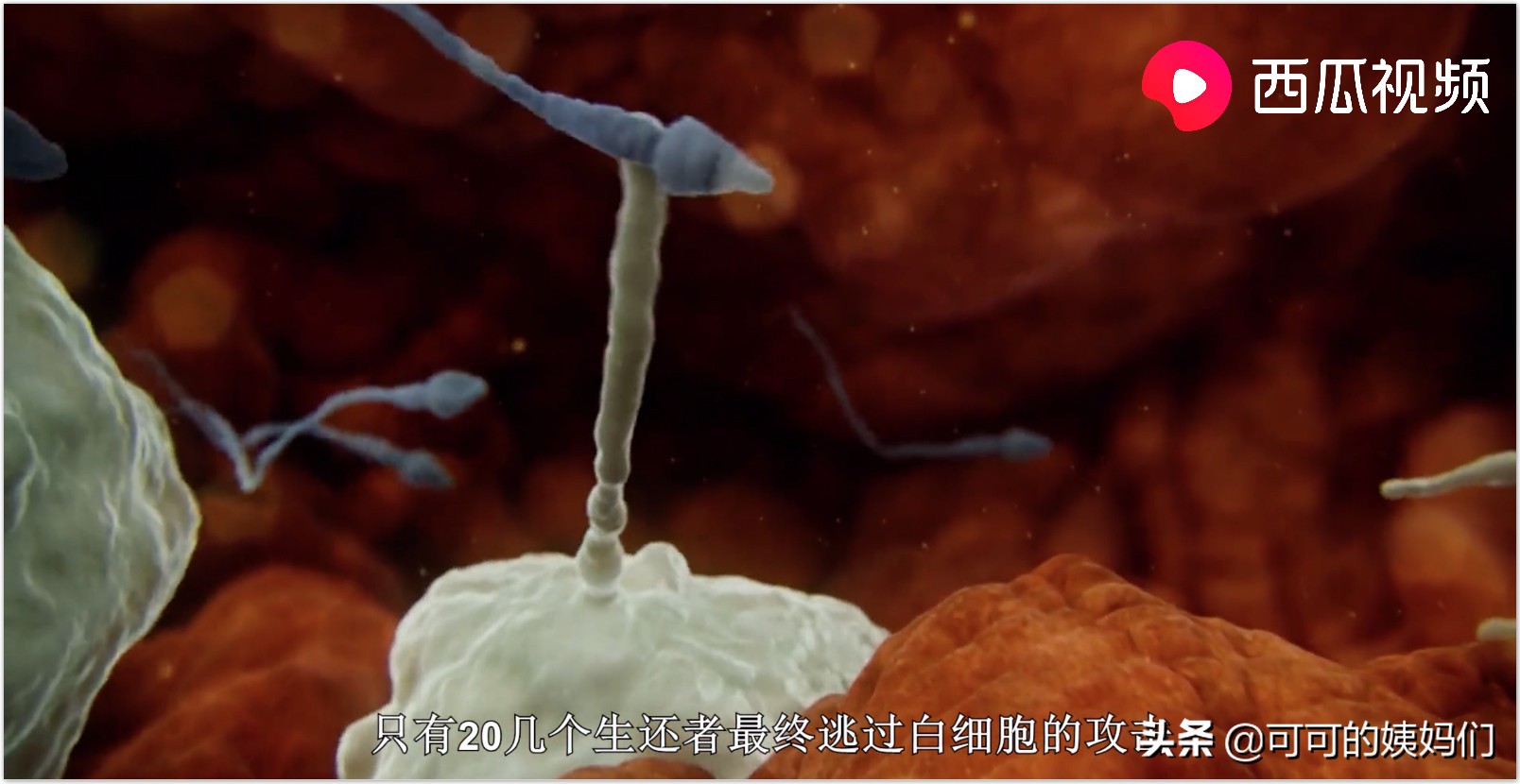 双胞胎受孕过程科普动画,揭秘试管婴儿受孕全过程