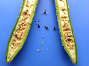 种苦瓜用什么药物防瓜实蝇,苦瓜幼苗枯萎图片