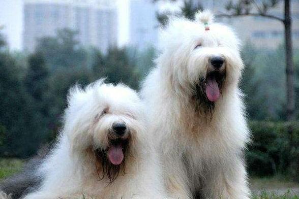 古牧犬聪明吗,古牧犬的性格怎么样