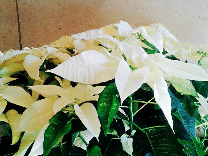 花大色艳的花卉,中国红花花卉大全