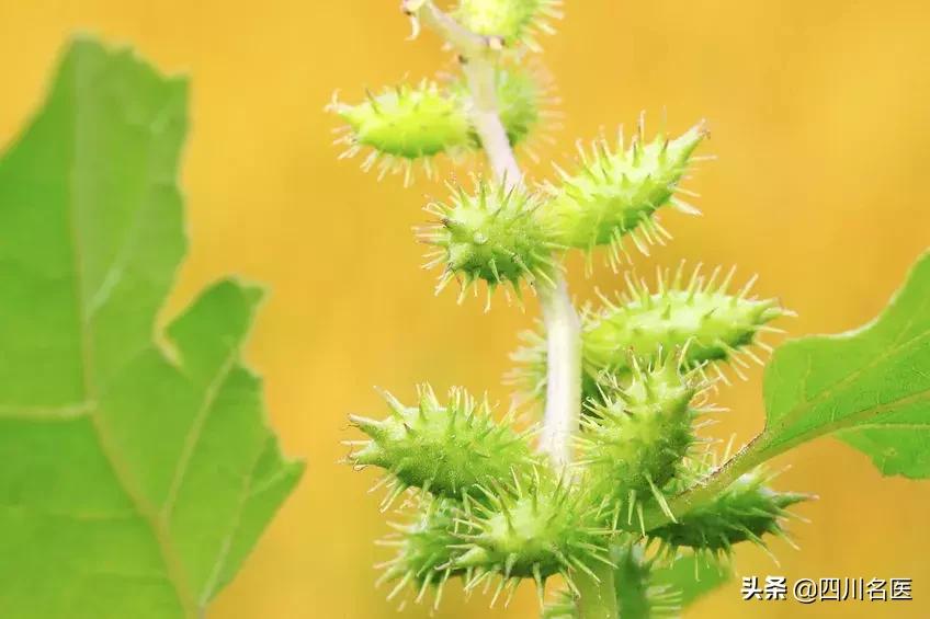 2克可致死，居然还有人还用它治鼻炎……无知险让男孩丧命！