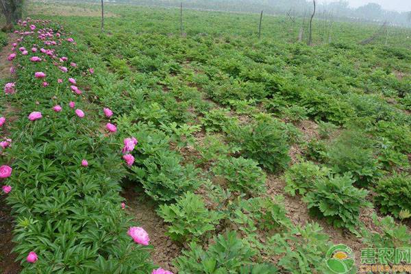芍药黄叶是什么原因造成的,芍药发黄肥料大怎么处理