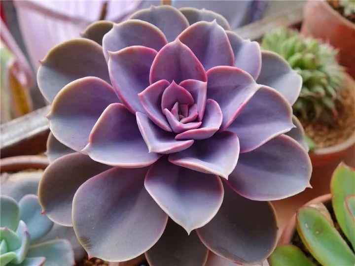 100种常见多肉的养法图片大全,60种好度夏的多肉植物