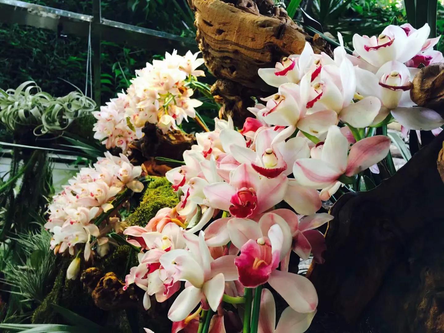 兰花最美的季节是冬季,北方冬季赏兰花