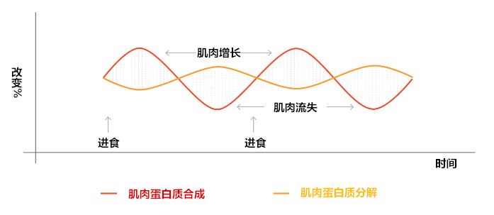 增肌和合成蛋白质的方法,增肌怎么合成蛋白质