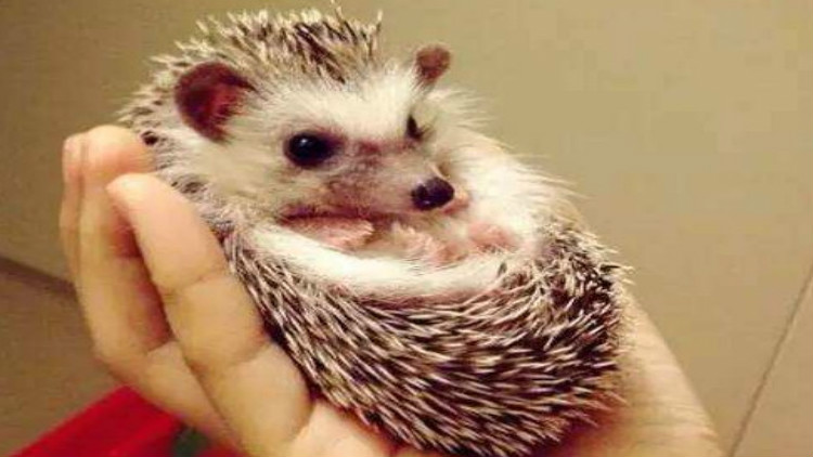 刺猬宝宝的养殖方法,养刺猬宝宝的第一天