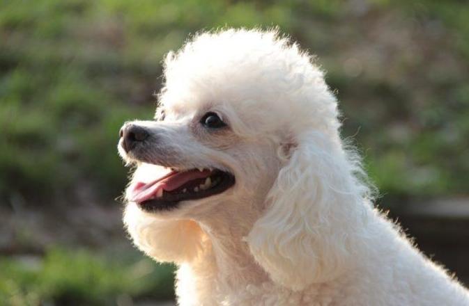 贵宾犬营养不良怎么办,贵宾犬饮食禁忌有哪些