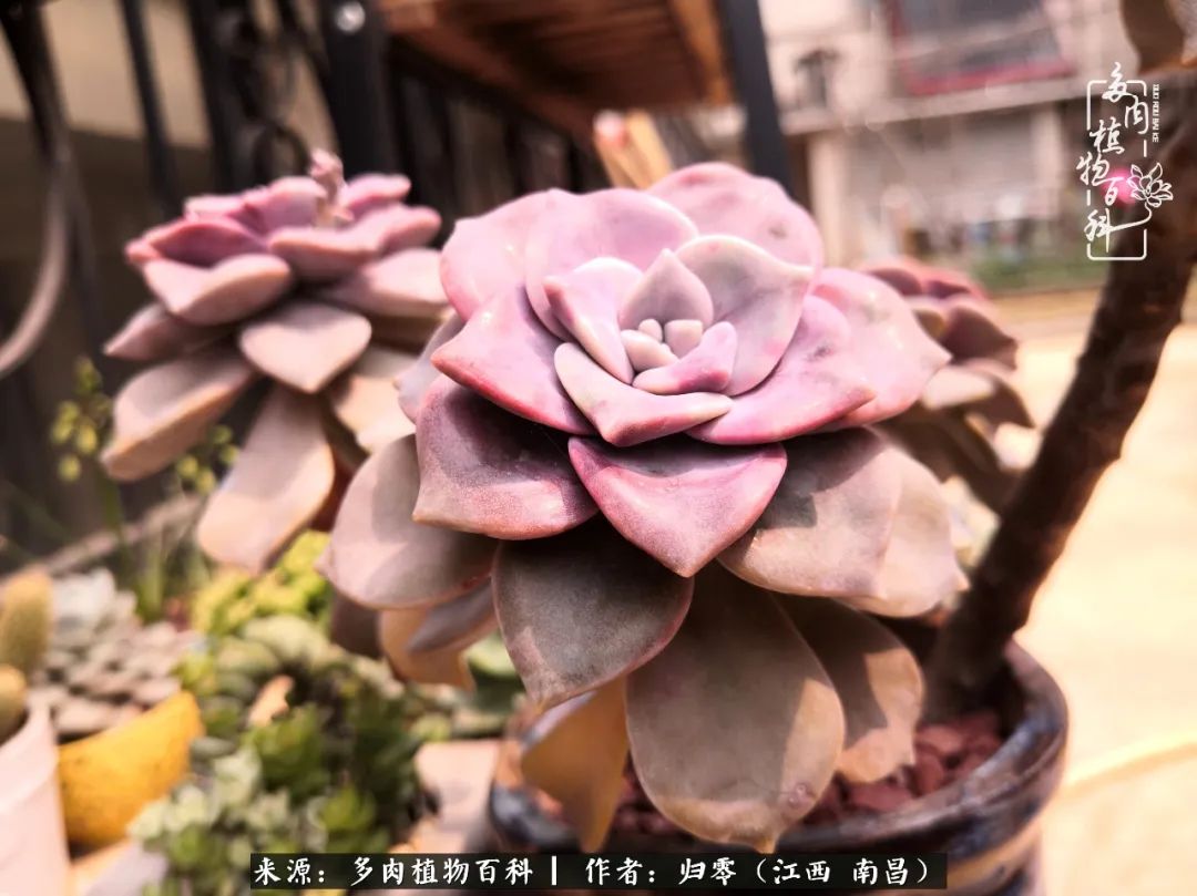 人生转个弯，在小院遇见落入凡间的多肉小精灵