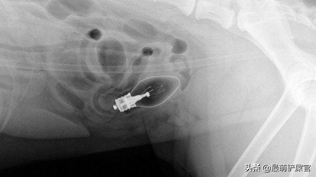 医生用X光片告诉你,蠢萌的宠物们,会不小心吃下什么可笑的东西