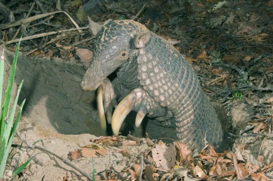 世界上脚最奇怪的动物,世界上最奇怪的脚是什么打一成语