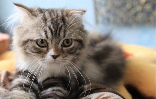 猫咪疫苗教程视频,猫咪打疫苗的好处