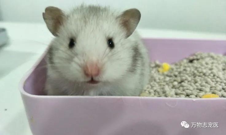 网上买的金丝熊刚到会有疾病吗,金丝熊常见疾病